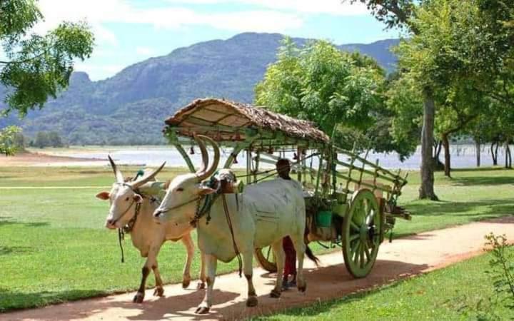 Sigiri Wild Lake Dambulla Ngoại thất bức ảnh